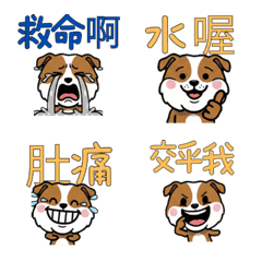 Taiwanese English Setter  31st