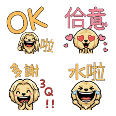 Taiwanese Afghan Hound  31st