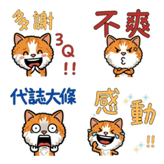 Taiwanese American Wirehair  32nd