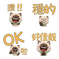 Taiwanese Tonkinese Cat  33