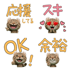 Plush American Curl  9th