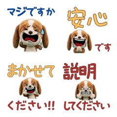 Polite Basset Hound  11