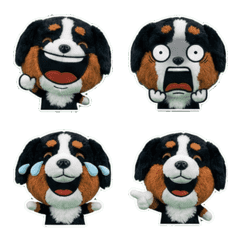 Moving Bernese Mountain  8th