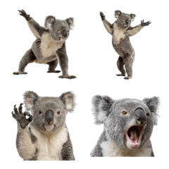 Koala (Photo-Realistic)