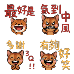 Taiwanese Abyssinian  31st