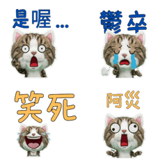 Taiwanese Siberian Cat  33