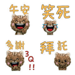 Moving Taiwanese Selkirk  34