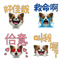 Taiwanese Papillon  33