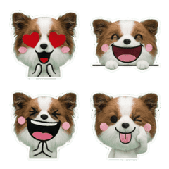 Moving Papillon  8th