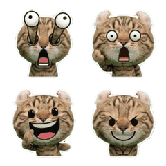 Plush American Curl  7th