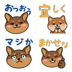 Round Face Chiwachs Mix Dog 21