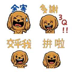 Taiwanese English Cocker Spaniel  32nd