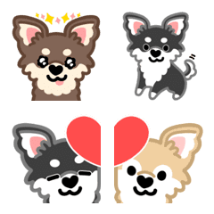 Heart Nose chihuahua