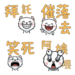 Taiwanese American Curl  31st