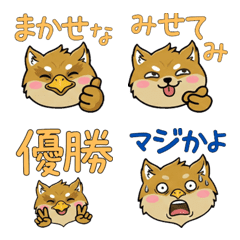 Round Face Brussels Griffon 21