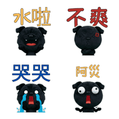 Taiwanese Black Pug  33