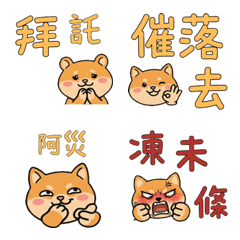 Taiwanese Golden Hamster 37