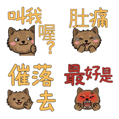 Taiwanese Cairn Terrier 37