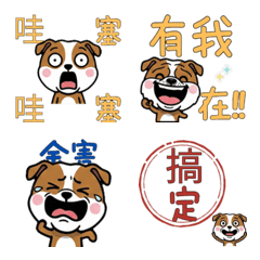 Taiwanese English Setter  32nd