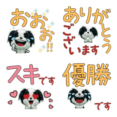 Animated Polite Japanese Chin  12