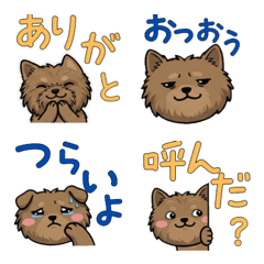 Round Face Cairn Terrier 21