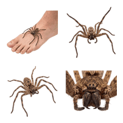 Laba-laba Huntsman Realistis