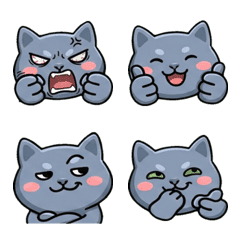 Round Face Korat Cat 19