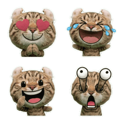 Moving American Curl  8th