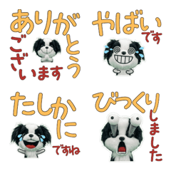 Polite Japanese Chin  11