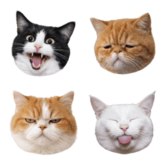 猫ちゃんフェイス 4