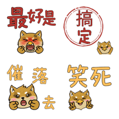 Taiwanese Brussels Griffon 37