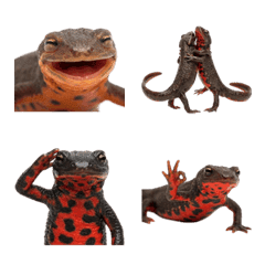 アカハライモリ　実写