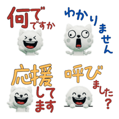 Polite Japanese Spitz  11