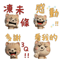 Taiwanese Munchkin Cat  39