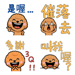 Taiwanese Apricot Toy Poodle  32nd