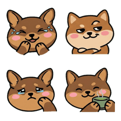 Round Face Chiwachs Mix Dog 19