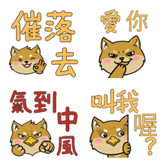 Moving Taiwanese Brussels Griffon 38