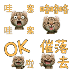 Moving Taiwanese American Curl  34