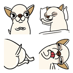 Chihuahuas are good family pets 5