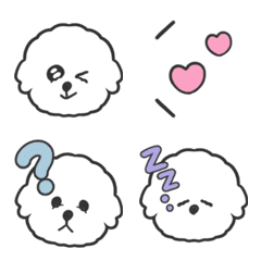 Coco the Bichon Frise