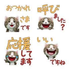 Polite Siberian Cat  11