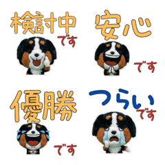 Polite Bernese Mountain  11