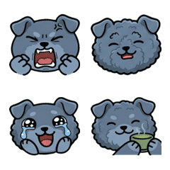 Moving Round Face Kerry Blue Terrier 20