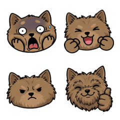 Round Face Cairn Terrier 19