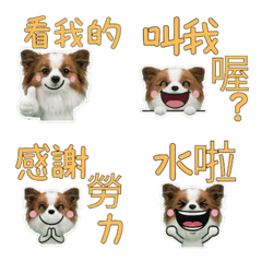 Moving Taiwanese Papillon  34