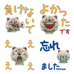 Polite Ragamuffin  11