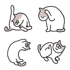 Japanese cats move wildly