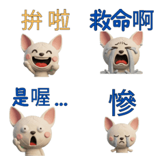 Taiwanese Don Sphynx Cat  39