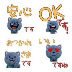 Polite British Shorthair  11