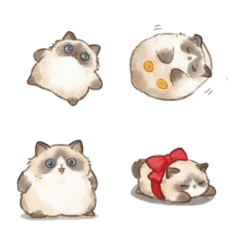 肥嘟嘟系列 - 布偶貓 B2